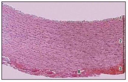 Sistemul cardiovascular