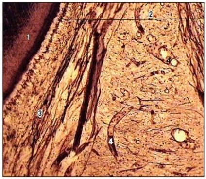 Sistemul cardiovascular