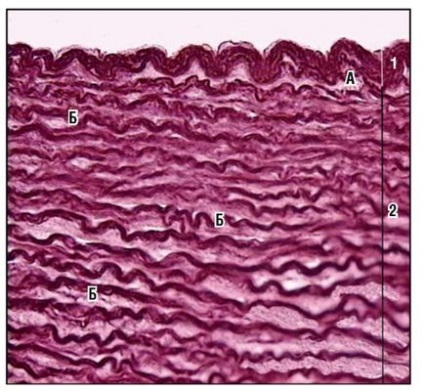 Sistemul cardiovascular