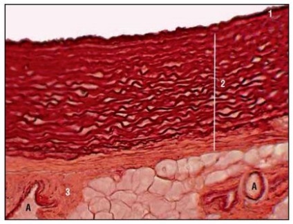 Sistemul cardiovascular