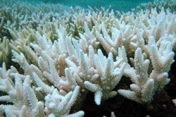 Сережки з коралом