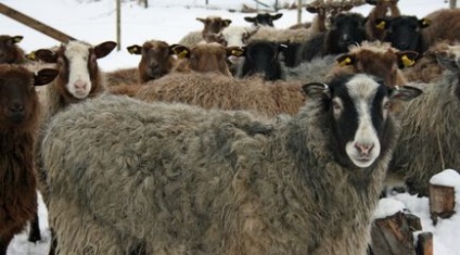 Северна къса опашка порода овце - agroxxi
