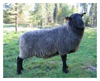 Північні короткохвості і Кулундинские вівці - agrodelo