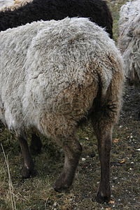 Az észak-európai rövid farkú juhok