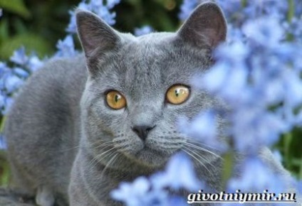 Chartreux cat