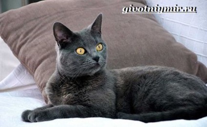 Chartreux cat