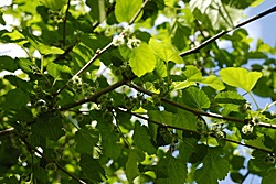 Mulberry - áfonya kemény út északi -rasteniya -w -Article