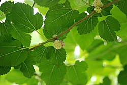 Mulberry - áfonya kemény út északi -rasteniya -w -Article