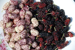 Mulberry - áfonya kemény út északi -rasteniya -w -Article