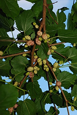 Mulberry - áfonya kemény út északi -rasteniya -w -Article