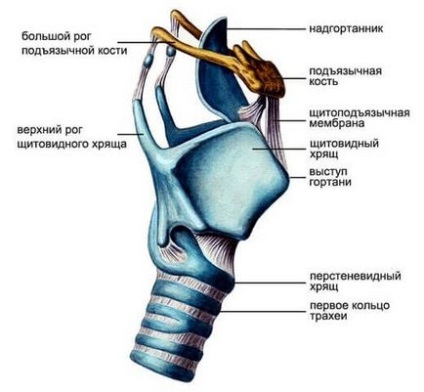 pajzsporc