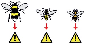 Bumblebee mușcături și alergii la ele - koppert control biologic polenizare naturale