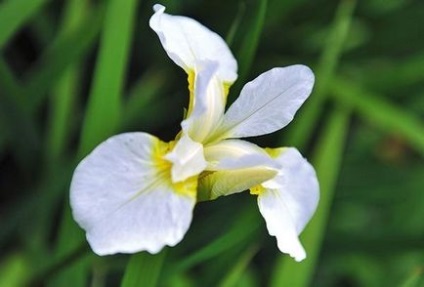 Siberian Irises