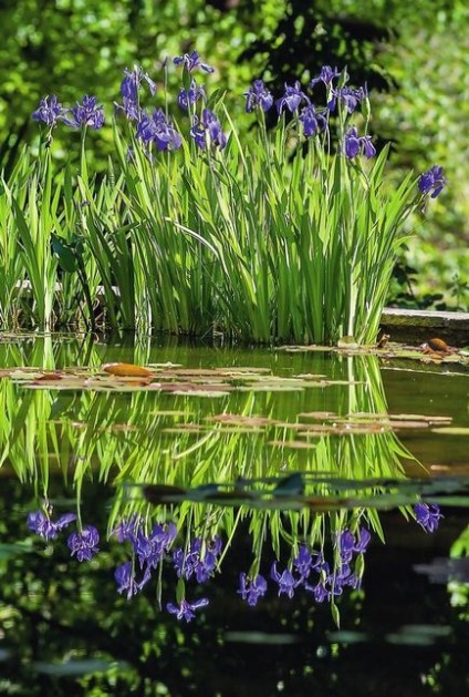 Siberian Irises