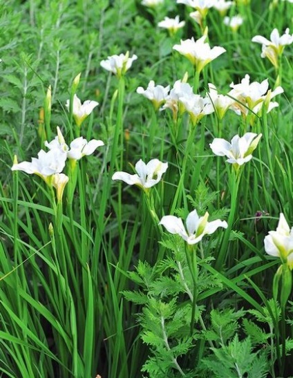 Siberian Irises