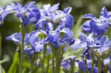 Siberian Irises