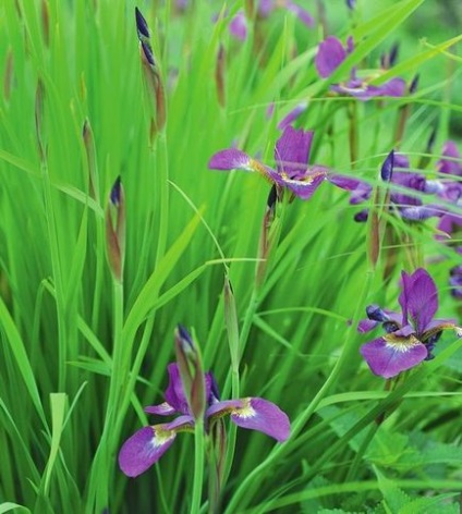 Siberian Irises