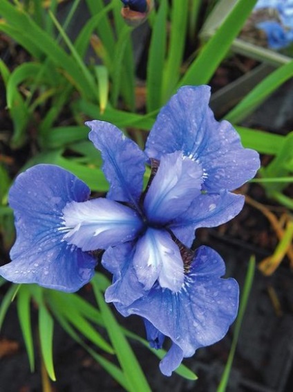 Siberian Irises