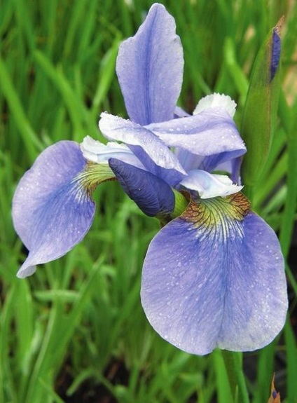 Siberian Irises