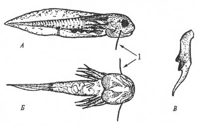 Siberian Scallop