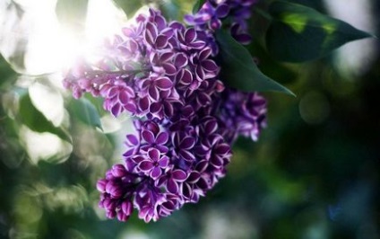 Liliac, flori de gradina