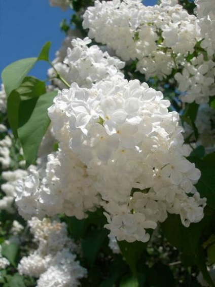 Liliac, flori de gradina