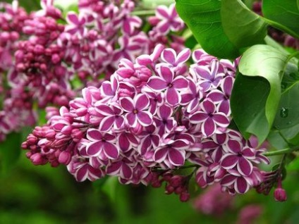 Liliac, flori de gradina