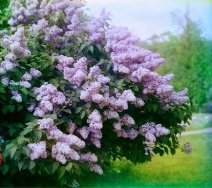 Liliac, flori de gradina