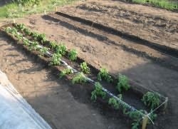 Скільки разів пікірувати помідори, вирости сад!