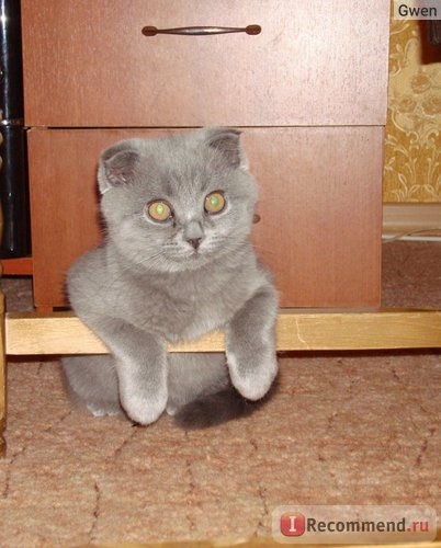 Scottish пъти (Scottish Fold) - 