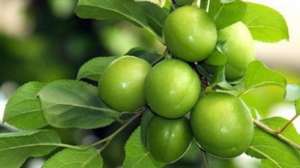 Descrierea plum Renclod kolkhoz a soiului, caracteristicile de plantare și de îngrijire