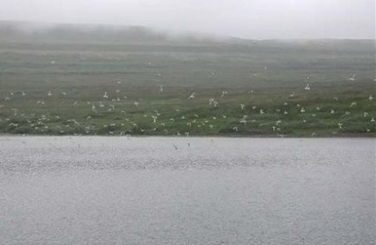 Puff lac-jeleu în vasta Rusiei, minunile naturii