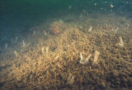 Puff lac-jeleu în vasta Rusiei, minunile naturii