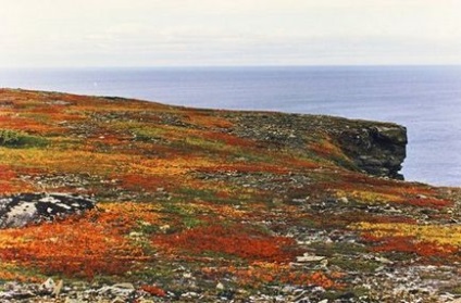 Puff lac-jeleu în vasta Rusiei, minunile naturii