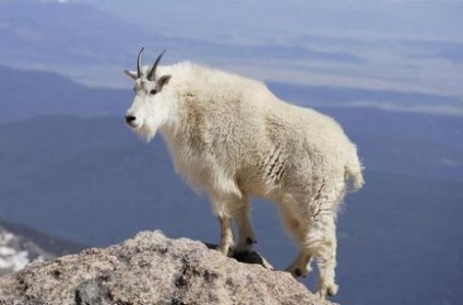 Снігова коза опис, ареал проживання, цікаві факти