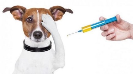 Dog hepatitis - metode de diagnostic, prevenire și tratament