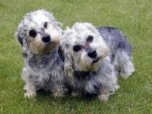 Câine dandy-dinmont-terrier de îngrijire adecvată pentru rasa de câini dandy-dinmont-terrier și puii ei