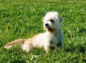 Câine dandy-dinmont-terrier de îngrijire adecvată pentru rasa de câini dandy-dinmont-terrier și puii ei