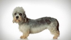 Câine dandy-dinmont-terrier de îngrijire adecvată pentru rasa de câini dandy-dinmont-terrier și puii ei