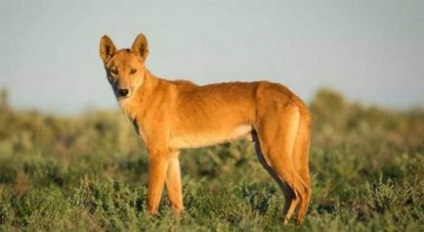 Dingo legtöbb országban a világ ragadozó, a kutyáim