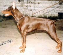 Dog Friedrich Luis Doberman, povestea apariției unei rase de material pedigree Câine de poliție