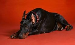 Dog Friedrich Luis Doberman, povestea apariției unei rase de material pedigree Câine de poliție