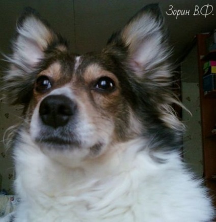 Câine din experiența personală a orfelinatului - viață în stilul său propriu - blog de Julia Zorina