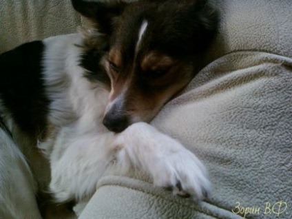 Câine din experiența personală a orfelinatului - viață în stilul său propriu - blog de Julia Zorina