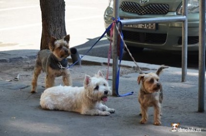 Собаки Угорщини - мої фото, drtclub