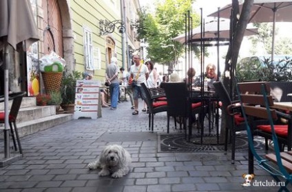 Собаки Угорщини - мої фото, drtclub