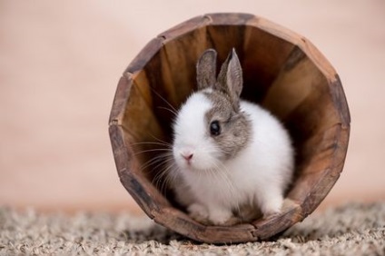 Зміст декоративних кроликів в домашніх умовах