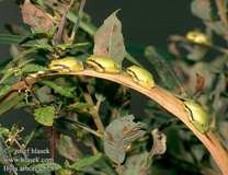 Conținutul broasca copac comun (hyla arborea) (experiența în terariu)