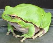 Conținutul broasca copac comun (hyla arborea) (experiența în terariu)