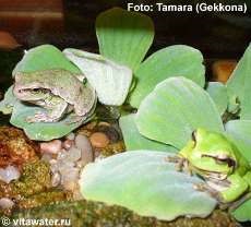 Зміст звичайної квакші (hyla arborea) (досвід утримання в тераріумі)